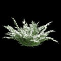 3d illustration of Juniperus sabina snow covered tree isolated on black background