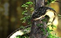 King cobraOphiophagus hannahor big black snake coiling around tree with clipping path.