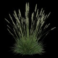 3d illustration of koeleria macrantha bush isolated on black background Royalty Free Stock Photo