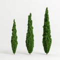 3d illustration large size cupressus trees isolated on white background