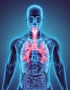 3D illustration of Larynx Trachea Bronchi. Royalty Free Stock Photo