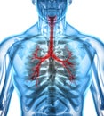 3D illustration of Larynx Trachea Bronchi.