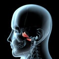 3d illustration of the lateral pterygoid muscles anatomical position on xray body