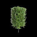 3d illustration of Laurus nobilis bush isolated on black background