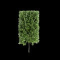 3d illustration of Laurus nobilis bush isolated on black background