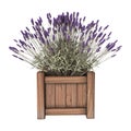 3D Illustration Lavender Planter on White