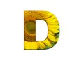 3D illustration LETTER D yellow sunflower alphabet font isolated on white design element