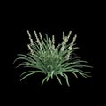3d illustration of Liriope spicata bush isolated on black background Royalty Free Stock Photo