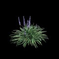 3d illustration of Liriope spicata bush isolated on black background Royalty Free Stock Photo