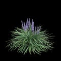 3d illustration of Liriope spicata bush isolated on black background Royalty Free Stock Photo