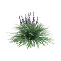 3d illustration of Liriope spicata bush isolated on white background Royalty Free Stock Photo