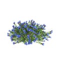 3d illustration of Lithodora diffusa bush isolated on white background