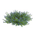 3d illustration of Lithodora diffusa bush isolated on white background