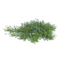 3d illustration of Lithodora diffusa bush isolated on white background