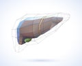 The 3D illustration of the liver is presented in geometric lines for a modern look on a white background Royalty Free Stock Photo