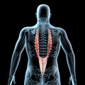 3d illustration of the longissimus thoracis muscles anatomical position on xray body