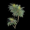 3d illustration of Mahonia confusa tree isolated on black background
