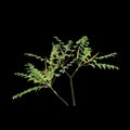 3d illustration of Mahonia japonica tree isolated on black background