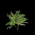 3d illustration of Mahonia japonica tree isolated on black background