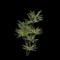 3d illustration of Mahonia japonica tree isolated on black background