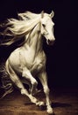 3d illustration of a majestic horse. Detailed close up portrait. Dirt, water, galloping, race. Generative AI illustration