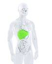 3d illustration of a male anatomy focused on male liver. Isolated. Contains clipping path Royalty Free Stock Photo