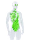 3d illustration of a male anatomy. Isolated. Contains clipping path