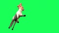 Male Centaur Half Horse Half Man on green screen