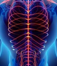 3D illustration male nervous system. Royalty Free Stock Photo