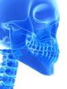 3D illustration of Mandible, medical concept.