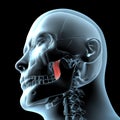 3d illustration of the medial pterygoid muscles anatomical position on xray body