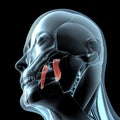 3d illustration of the medial pterygoid muscles on xray musculature