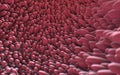 Microscopic closeup of intestine villus Royalty Free Stock Photo