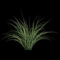 3d illustration of miscanthus bush isolated on black background