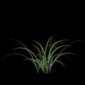 3d illustration of miscanthus bush isolated on black background