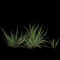 3d illustration of miscanthus bush isolated on black background