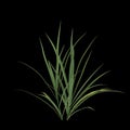 3d illustration of miscanthus bush isolated on black background