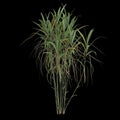 3d illustration of miscanthus floridulus bush isolated on black background Royalty Free Stock Photo