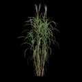3d illustration of miscanthus floridulus bush isolated on black background Royalty Free Stock Photo