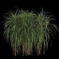 3d illustration of miscanthus giganteus bush isolated on black background Royalty Free Stock Photo