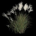 3d illustration of miscanthus sacchariflorus bush isolated on black background Royalty Free Stock Photo