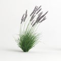 3d illustration of molinia caerulea grass isolated on white background