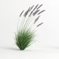 3d illustration of molinia caerulea grass isolated on white background