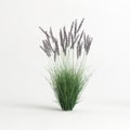 3d illustration of molinia caerulea grass isolated on white background