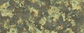 Mossy wall texture background Royalty Free Stock Photo