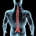 3d illustration of the multifidus muscles anatomical position on xray body