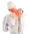 Neck painful - cervical spine skeleton x-ray, 3D illustration. Royalty Free Stock Photo