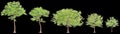 3d illustration of Neolamarckia cadamba tree isolated on black background