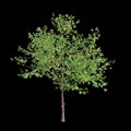 3d illustration of Neolamarckia cadamba tree isolated on black background