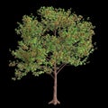 3d illustration of Neolamarckia cadamba tree isolated on black background